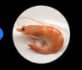 SHRIMPTHROPI